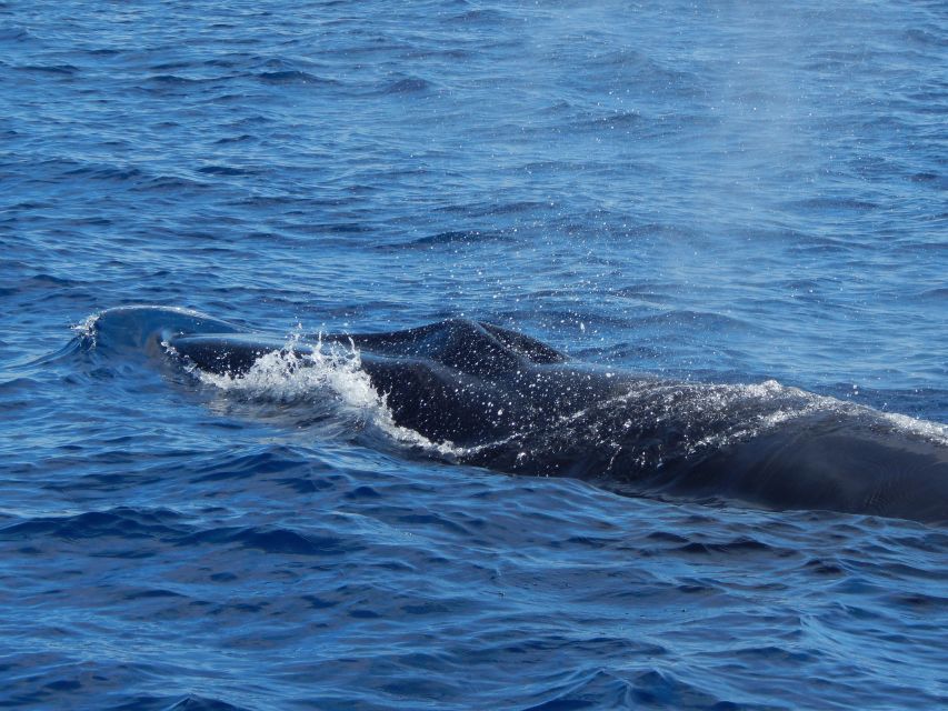 Terceira: Whale & Dolphin Watching | Best Wildlife Tour - Safety, rules, and comfort you’ll actually notice
