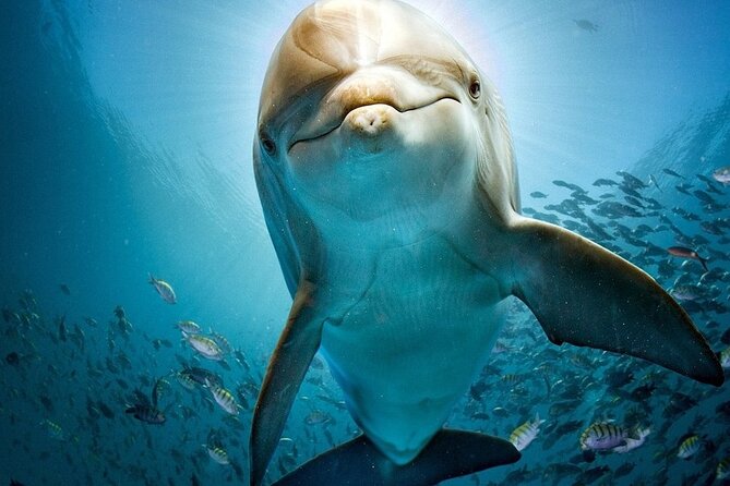 The Dolphin House Royal Sea Trip Adventure in Hurghada - Pickup, timing, and why the small group matters (max 25)