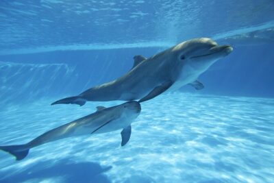 The only Natural Space Dolphin Encounter in Cabo Optional Pickup! - Your Dolphin Time: Safety Gear and the Trainer-Style Interaction