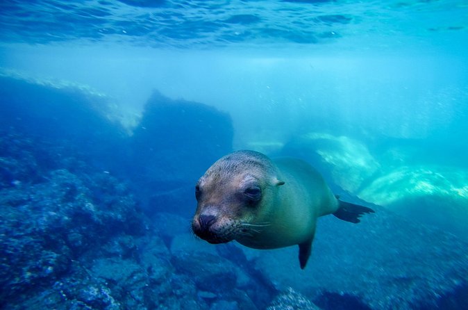 The only Natural Space Dolphin Encounter in Cabo Optional Pickup! - Group Size, Staff Energy, and Why People Feel Comfortable