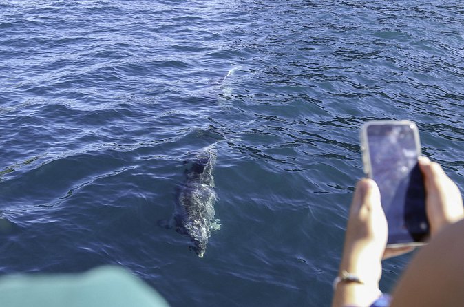 The Original Full day Bay of Islands Cruise with Dolphins - Otehei Bay on Urupukapuka: the 1.5-hour beach break that makes the day worth it