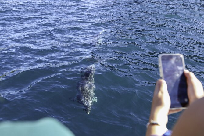 The Original Full day Bay of Islands Cruise with Dolphins - Group size, comfort, and how to plan your day on the water