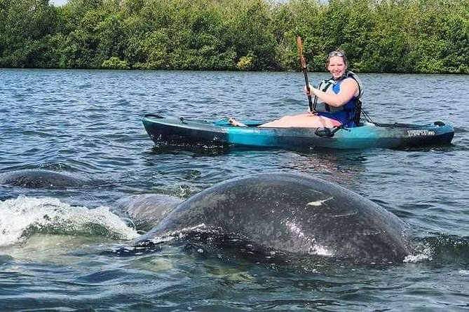 Thousand Island Mangrove Tunnel, Manatee & Dolphin Kayak Tour w/Cocoa Kayaking - Manatees, Dolphins, and Birds: How to Spot Wildlife Without Getting Stressed