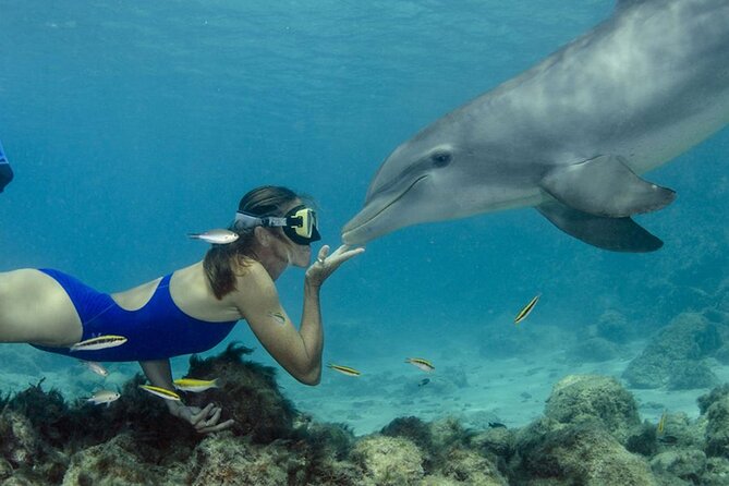 Tour and Swimming at the Dolphin House in Hurghada - Hurghada Dolphin House: the vibe of this 7-hour dolphin day