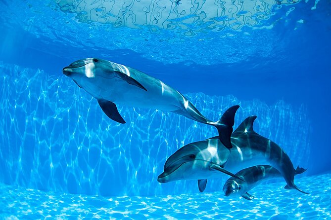 Tour and Swimming at the Dolphin House in Hurghada - The boat day details: transfers, speed, and staying organized