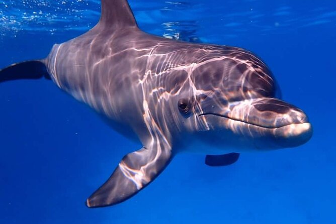 Tour and Swimming at the Dolphin House in Hurghada - Price and value: $29 looks good, until you account for the extras