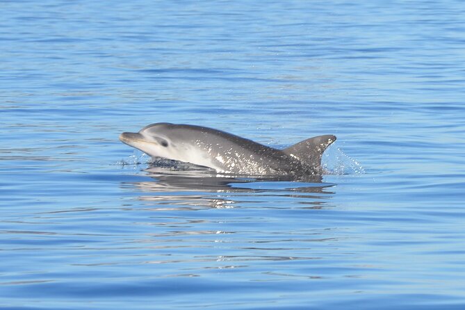 Tour to Figarolo Island with the possibility to observe dolphins - Key things to know before you go