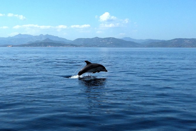 Tour to Figarolo Island with the possibility to observe dolphins - Onboard comfort: rubber dinghy speed with real shade-and-sun control