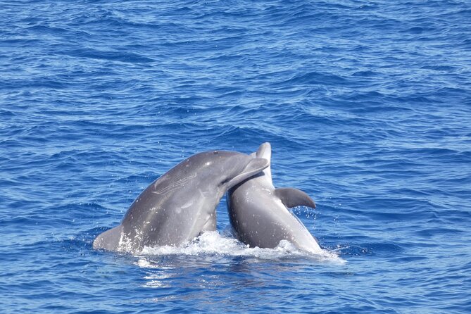 Tour with Whale and Dolphin Watching plus food included - Boarding at Puerto Colón: the vibe, the size, and what to do