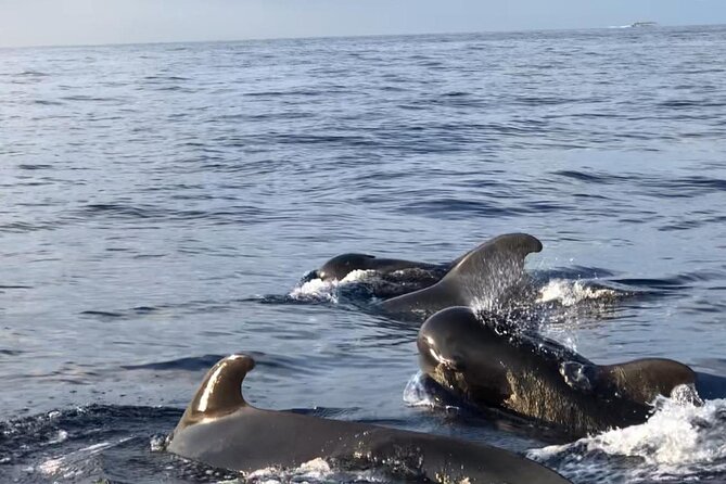 Tour with Whale and Dolphin Watching plus food included - FAQ