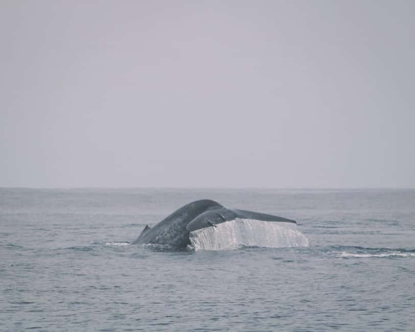 Trincomalee: Dolphin & Whale Watching Boat Tour - Key points worth knowing before you go