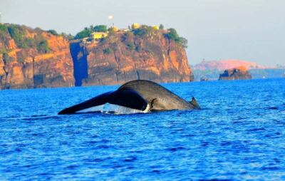 Trincomalee: Dolphin & Whale Watching Boat Tour - What the 2.5 hours on the Indian Ocean is really like