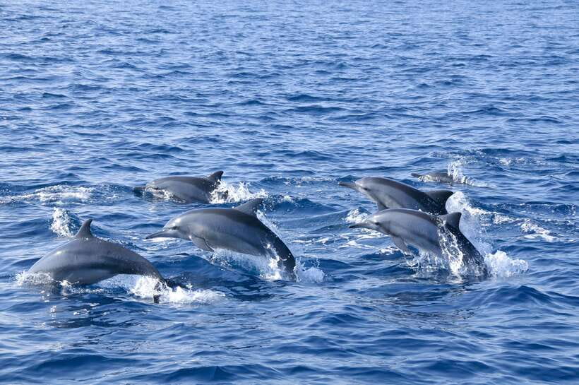 Trincomalee: Whale & Dolphin Safari Tour with Expert Guides - Key things that make this Trincomalee safari worth your time