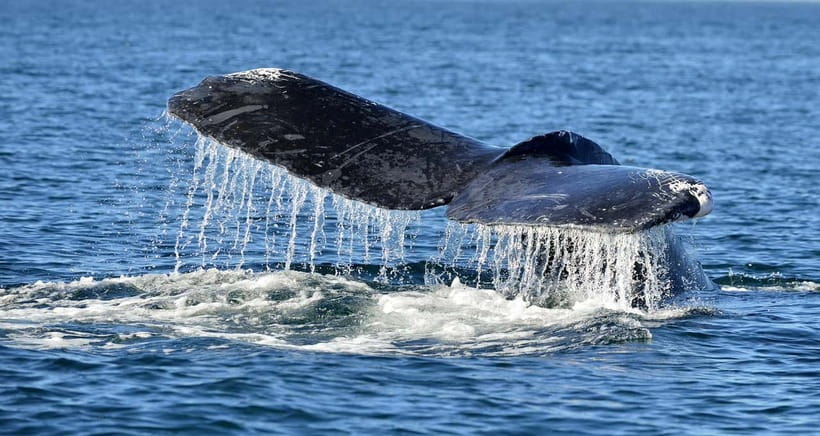 Trincomalee: Whale & Dolphin Safari Tour with Expert Guides - Meeting point in Trincomalee and the timing that drives your chances