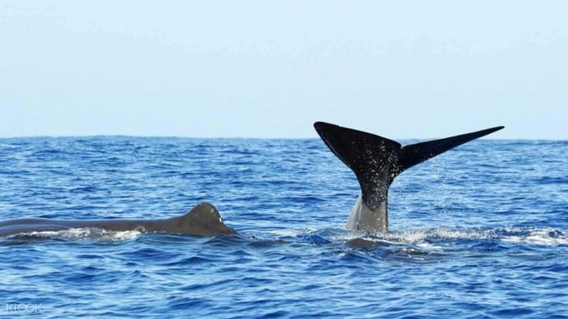 Trincomalee: Whale & Dolphin Safari Tour with Expert Guides - What the crew looks for: blue whales, sperm whales, spinner dolphins, and more