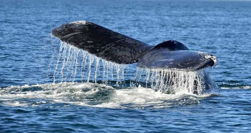 Trincomalee: Whale & Dolphin Safari Tour with Expert Guides - Ethical whale watching: how they avoid stressing dolphins