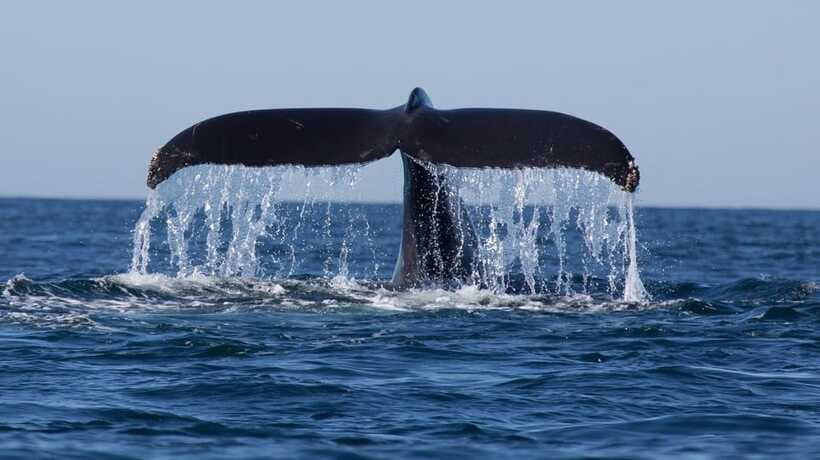 Trincomalee: Whale & Dolphin Safari Tour with Expert Guides - How you’ll actually spot animals: positioning and timing help