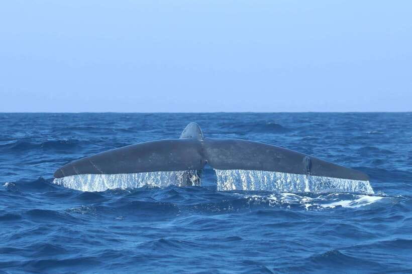 Trincomalee: Whale & Dolphin Safari Tour with Expert Guides - Price and value at about $71 per person