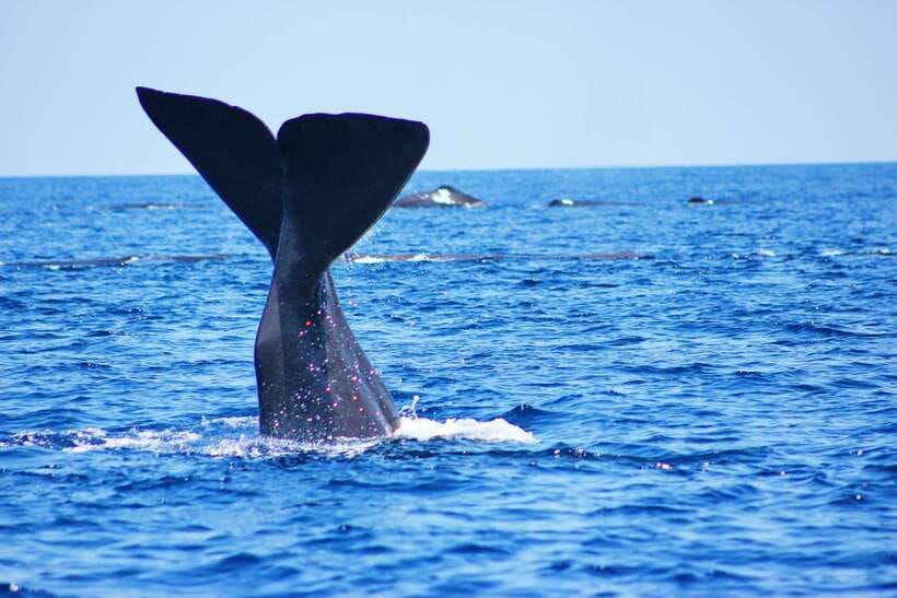 Trincomalee: Whale & Dolphin Safari Tour with Expert Guides - The boat setup: small speed boat, life jackets, and no heavy bags