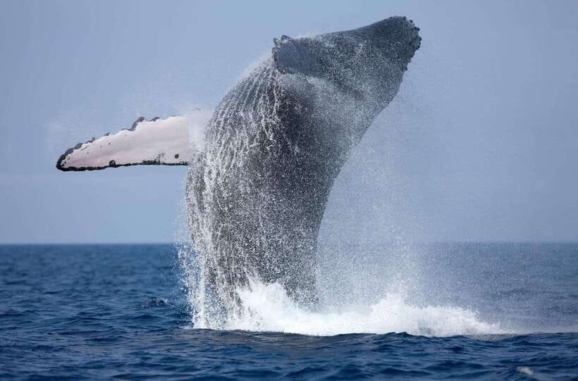 Trincomalee : Whale & dolphin watching +pigeon island tour - Trincomalee ocean time: why this combo works
