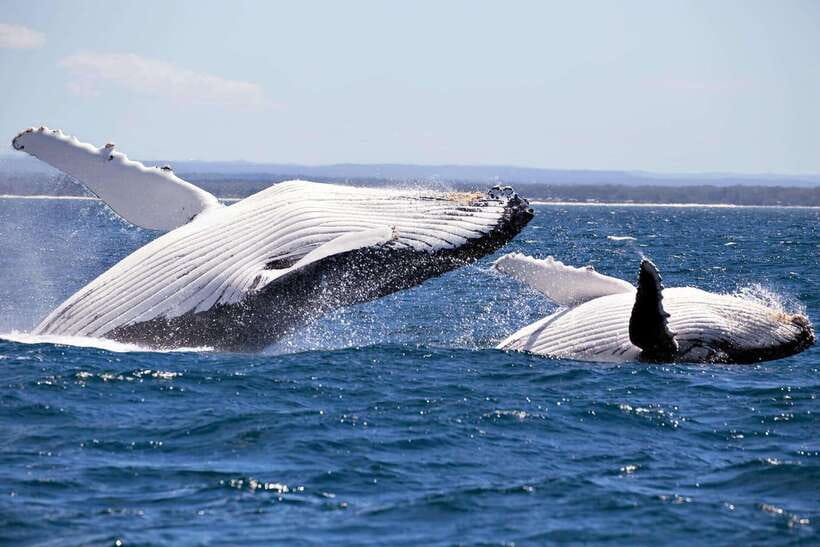 Trincomalee : Whale & dolphin watching +pigeon island tour - Whale and dolphin watching: what the deep-water search really means