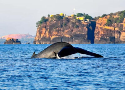 Trincomalee: Whales Watching and Navy Island Snorkeling Tour - Navy Island snorkeling: calm water, coral gardens, turtles