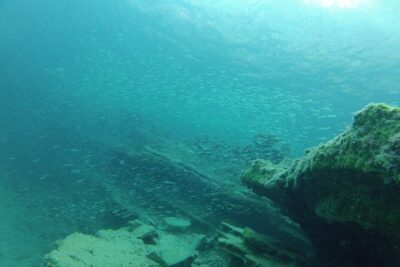 Try Snorkeling in the Sea with the Blue Dolphin Team - The ~30-minute intro that keeps you safe and calm