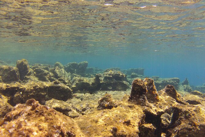 Try Snorkeling in the Sea with the Blue Dolphin Team - What the guide’s teaching changes once you’re actually snorkeling
