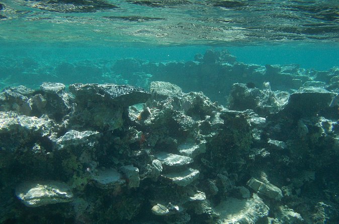 Try Snorkeling in the Sea with the Blue Dolphin Team - Your group size, equipment check, and the boat time logic