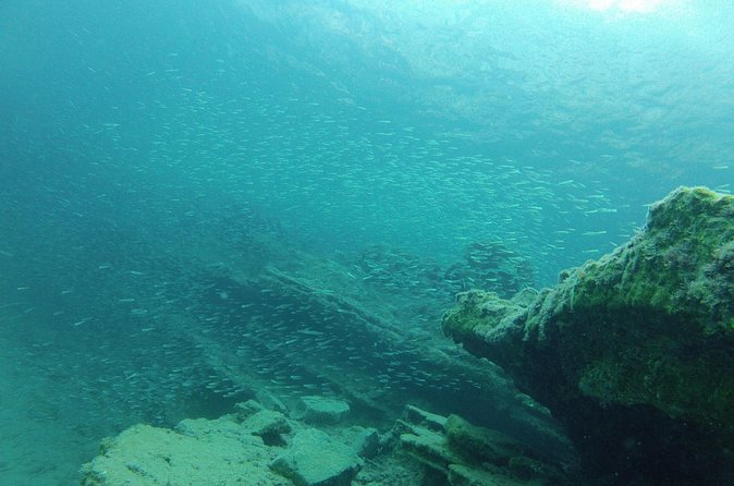 Try Snorkeling in the Sea with the Blue Dolphin Team - Price in context: why $42.33 can be good value here