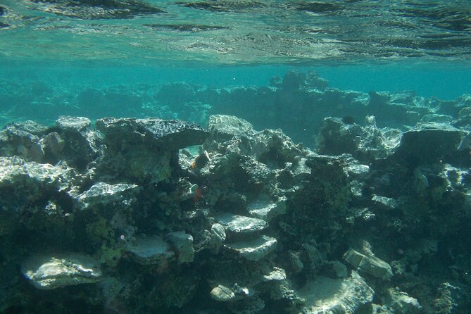 Try Snorkeling in the Sea with the Blue Dolphin Team - Who this snorkeling trip suits best