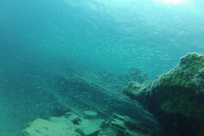 Try Snorkeling in the Sea with the Blue Dolphin Team - The ~30-minute intro that keeps you safe and calm