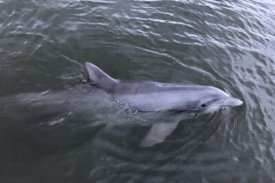 Tubing and Dolphins Up to 6 Guests - Price and value: what $508 per group actually covers