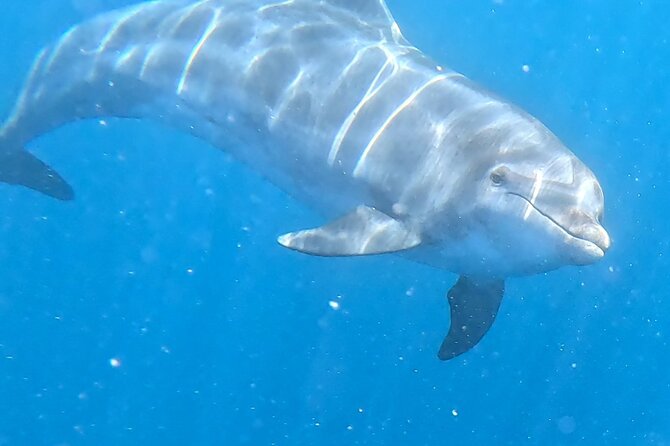 Turtle and Dolphin Watching Kayaking and Snorkeling Tour - Where you start (and what the meeting point really means)