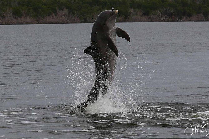 Two-Hour Everglades Dolphin, Manatee and Birding Boat Tour - Why a 2-hour dolphin and birding cruise works in the Everglades