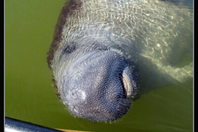 Two-Hour Everglades Dolphin, Manatee and Birding Boat Tour - How the Everglades National Park water shapes your trip