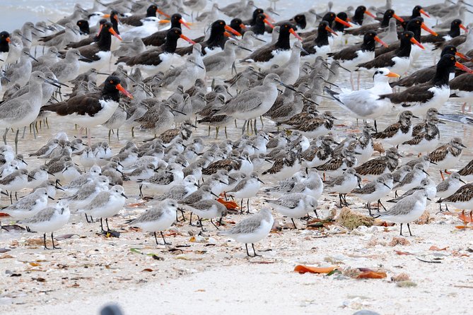 Two-Hour Everglades Dolphin, Manatee and Birding Boat Tour - Price and what you’re really paying for