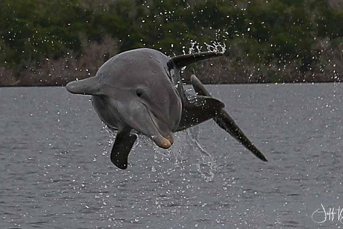 Two-Hour Everglades Dolphin, Manatee and Birding Boat Tour - What to pack: sun, cameras, and comfort basics