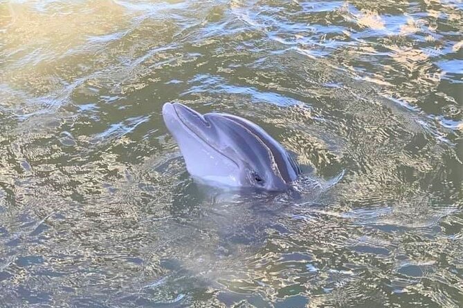 Two Hour Large Group Dolphin Tour - Who This Dolphin Tour Fits Best