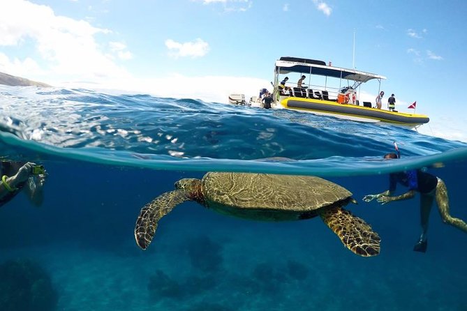 Ultimate 4 Hour Lanai Snorkel and Dolphin Encounter - Key Things I’d Prioritize