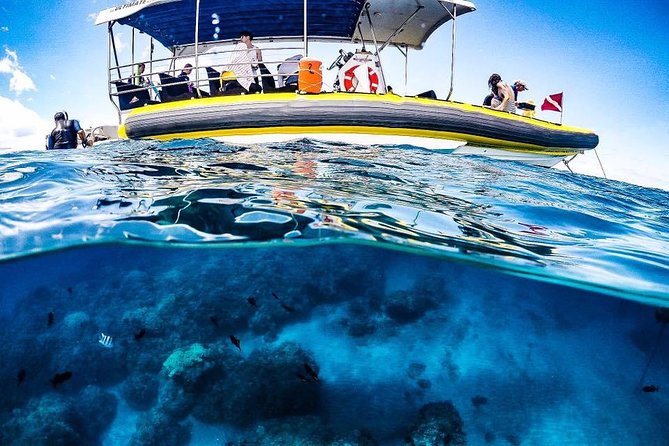 Ultimate 4 Hour Lanai Snorkel and Dolphin Encounter - Dolphin Encounters: When the Pod Shows Up