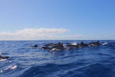 Ultimate 4 Hour Lanai Snorkel and Dolphin Encounter - Snorkeling Stops: What You’re Really Hunting For