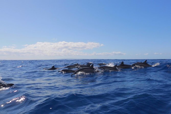 Ultimate 4 Hour Lanai Snorkel and Dolphin Encounter - Snorkeling Stops: What You’re Really Hunting For
