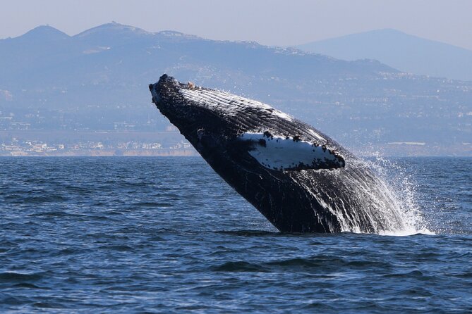 Up Close Dolphin & Whale Watching - Why the small-boat setup changes everything off Oceanside
