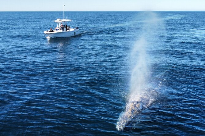Up Close Dolphin & Whale Watching - Where you cruise: Oceanside, Carlsbad, and Encinitas in the same story