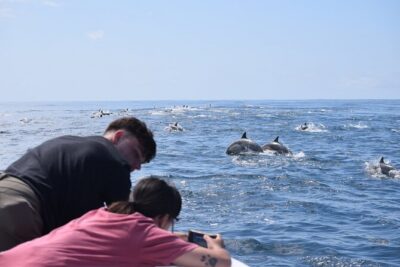 Up Close Dolphin & Whale Watching - Price and what you actually get for $85