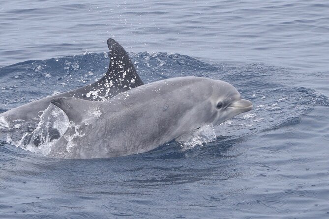 Up Close Dolphin & Whale Watching - What you can expect to see: dolphins are the star
