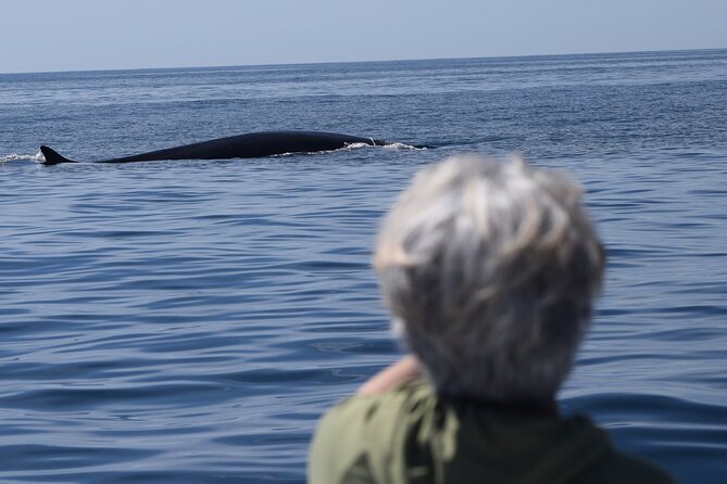 Up Close Dolphin & Whale Watching - How the captain and guide help you spot marine life