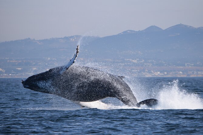 Up Close Dolphin & Whale Watching - The pacing: what the 2 hours feels like in real life