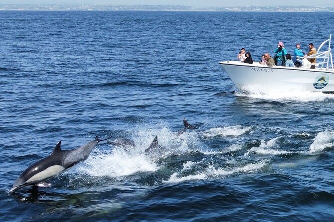 Up Close Dolphin & Whale Watching - Comfort tips that match what people actually say to bring